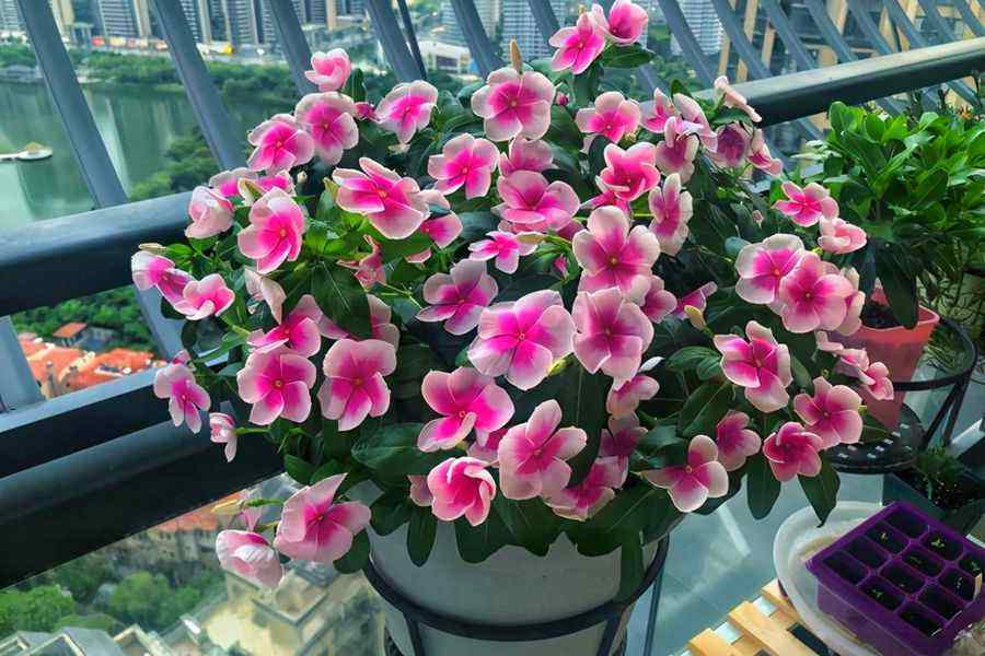 分析！一本万利植物“一抹红尘”