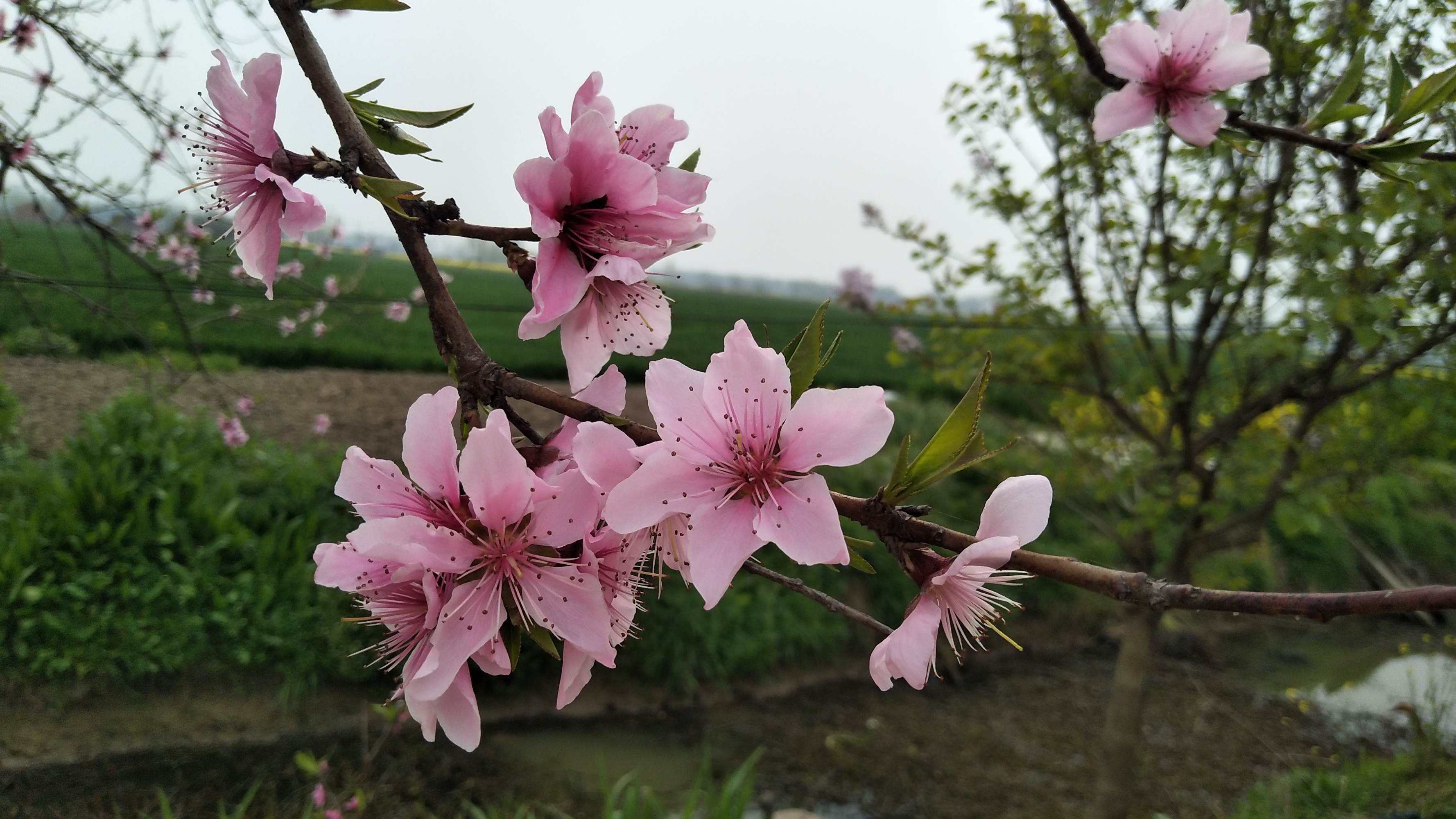 达人分享！什么叫学前教育“桃红柳绿”