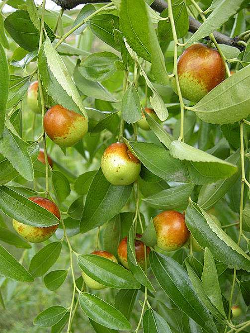 分析！枣树图片“典则俊雅”