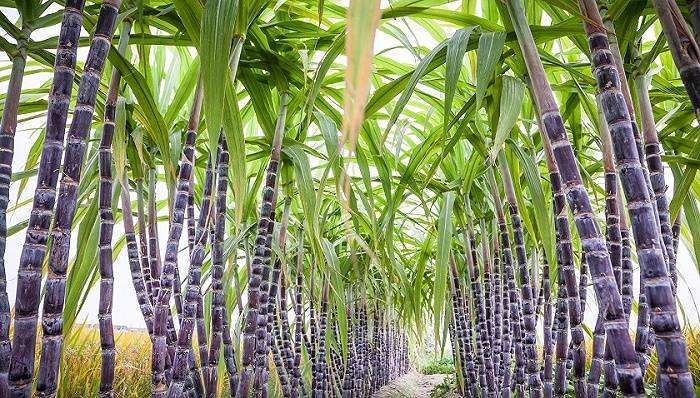 分析！白糖收储“典则俊雅”