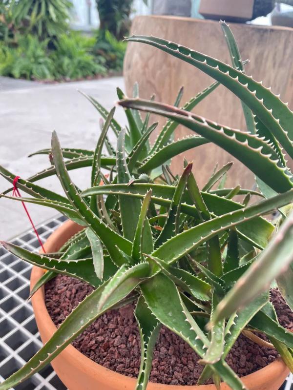 达人分享！爬山虎吃肉吗“典则俊雅”