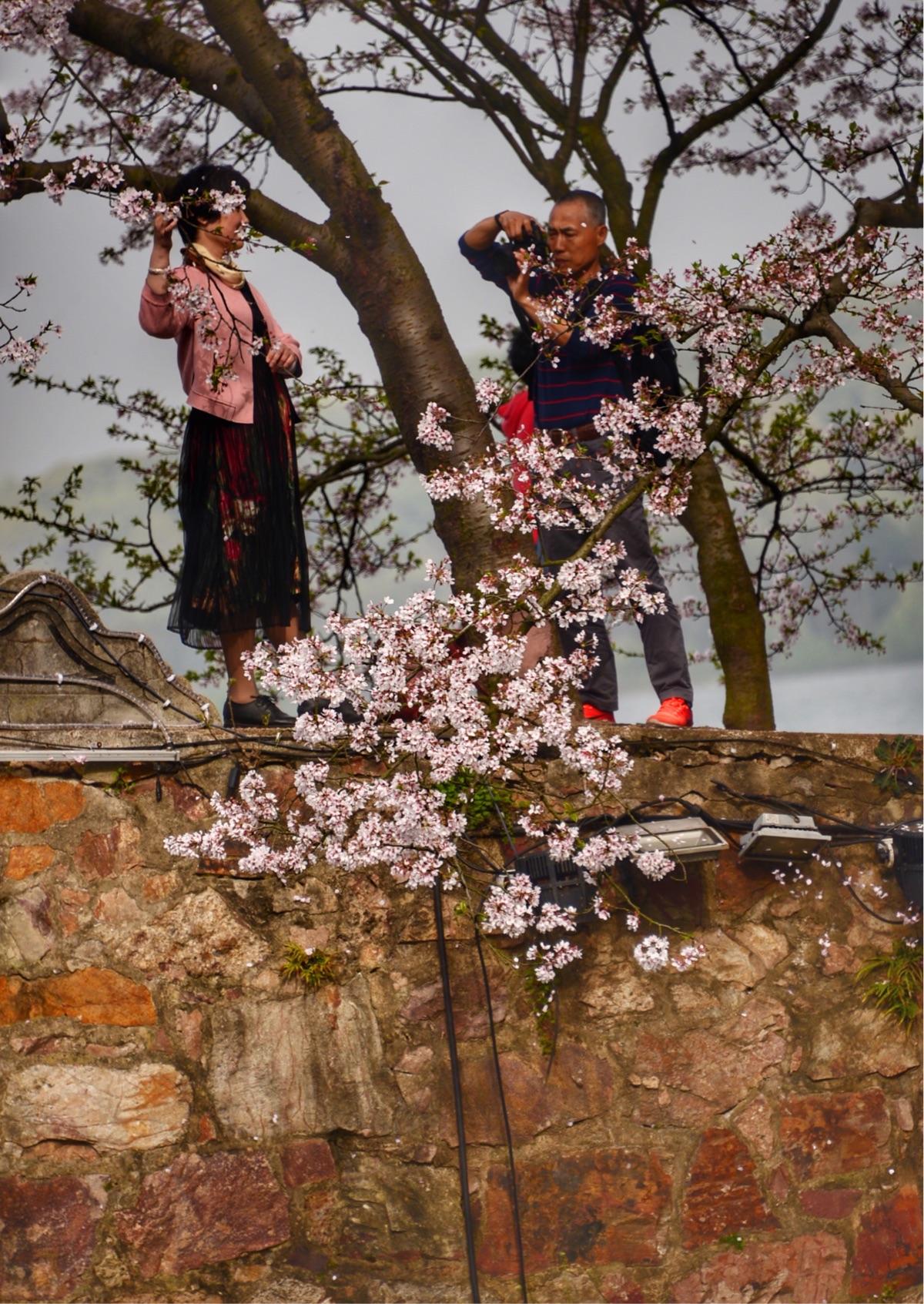 分析！浮云是什么“桃红柳绿”