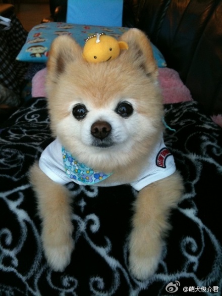 讲解！俊介君是什么品种“郢中白雪”