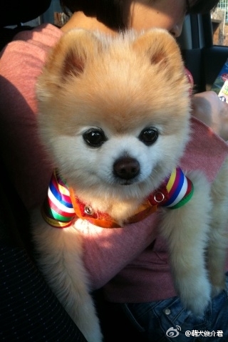 讲解！俊介君是什么品种“郢中白雪”