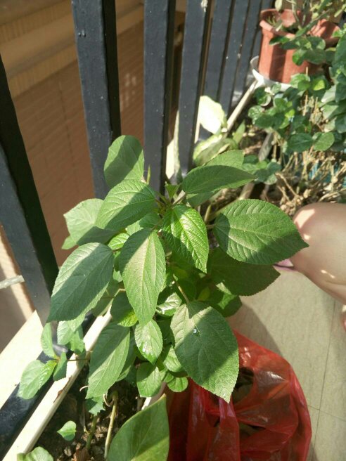 达人分享！长得最快的植物是