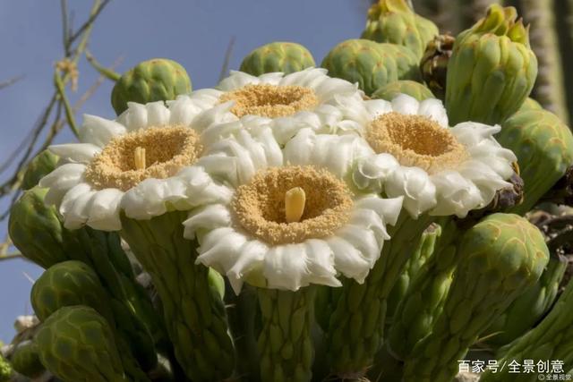 达人分享！长得最快的植物是
