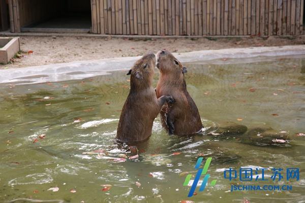 讲解！树懒怎么读“冰清水冷”