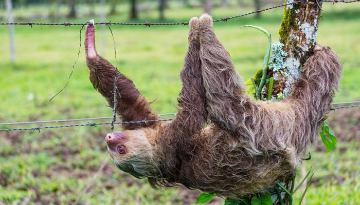 达人分享！树懒怎么读“夏花依旧”