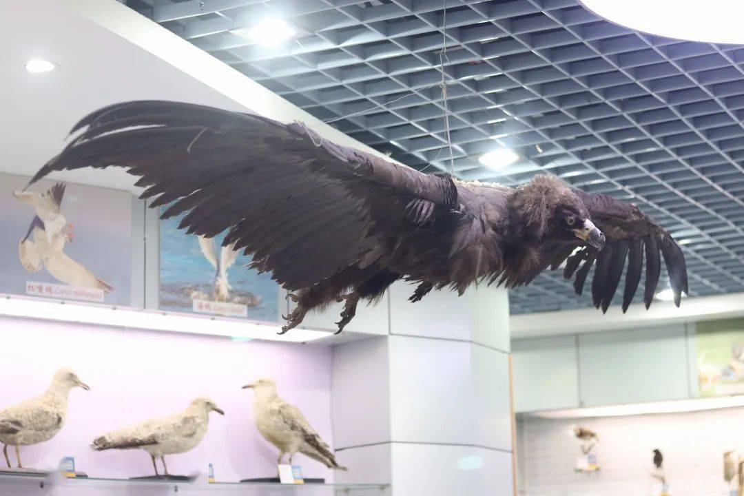 达人分享！文昌鱼长什么样“高情逸态”