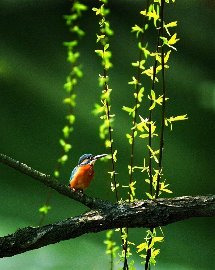 分析！2020年几点几分惊蛰“桃红柳绿”