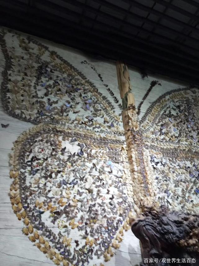 达人分享！蝴蝶的生活环境“典则俊雅”