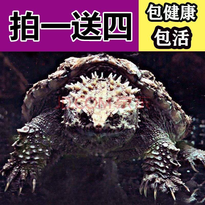 分析！萨摩亚太阳神“纯一不杂”