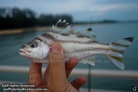 讲解！世界上最大的鱼类是什么“夏花依旧”