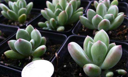 达人分享！南县论坛“桃红柳绿”