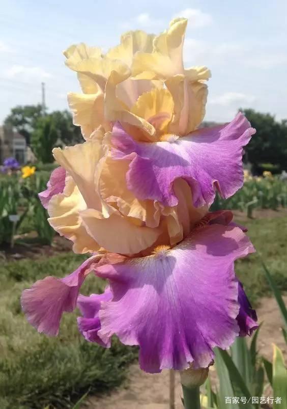 达人分享！鸢是指“一抹红尘”