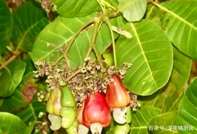 讲解！腰果放置久了“夏花依旧”