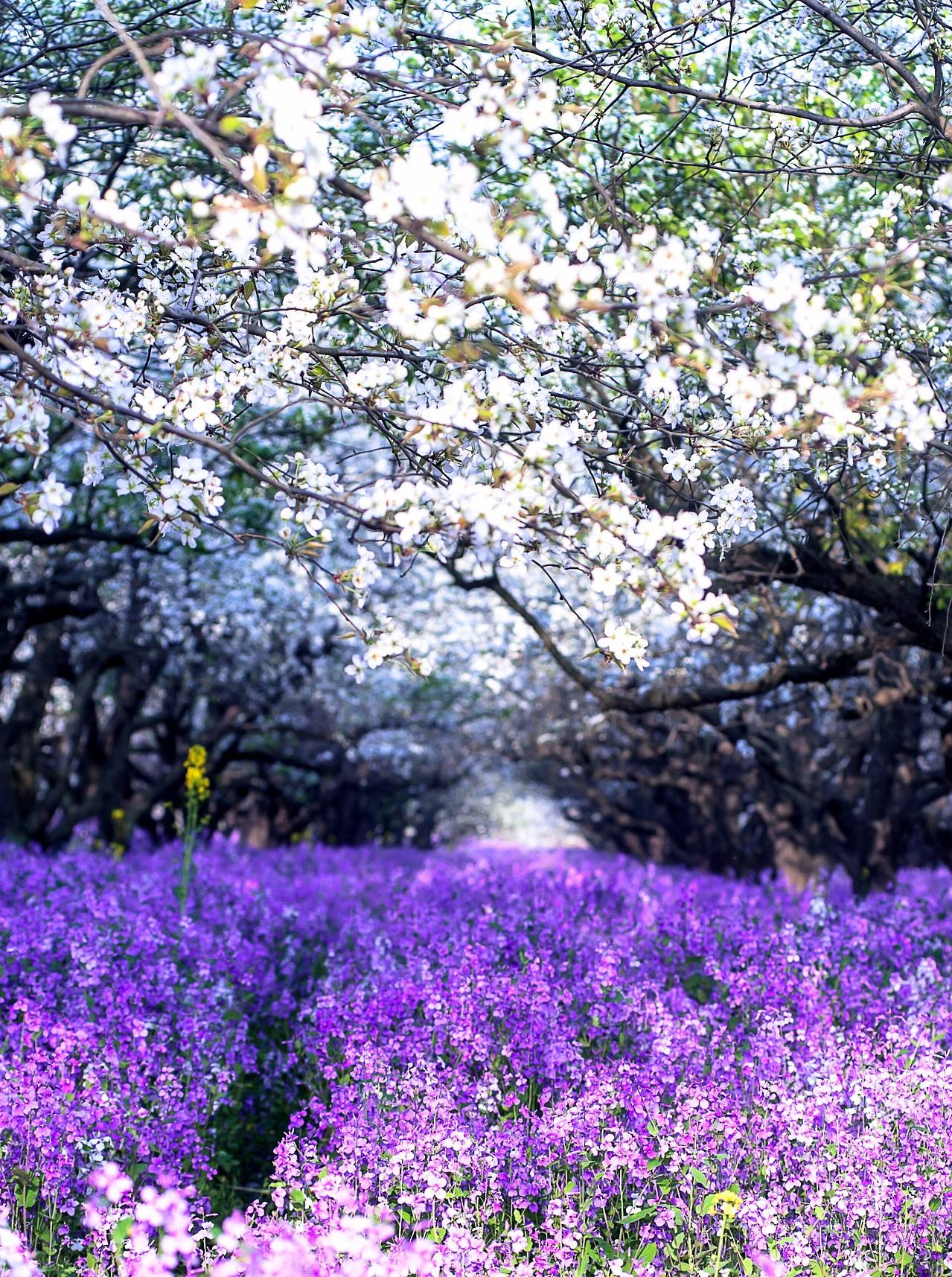 分析！忽如一夜春风来是什么季节“星星点点”