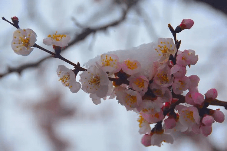 分析！忽如一夜春风来是什么季节“星星点点”