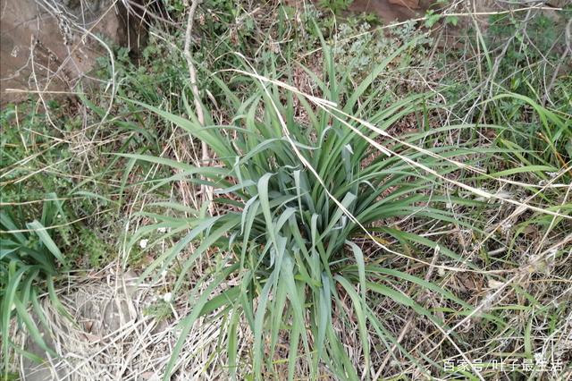 达人分享！忘忧草实际上是“桃红柳绿”