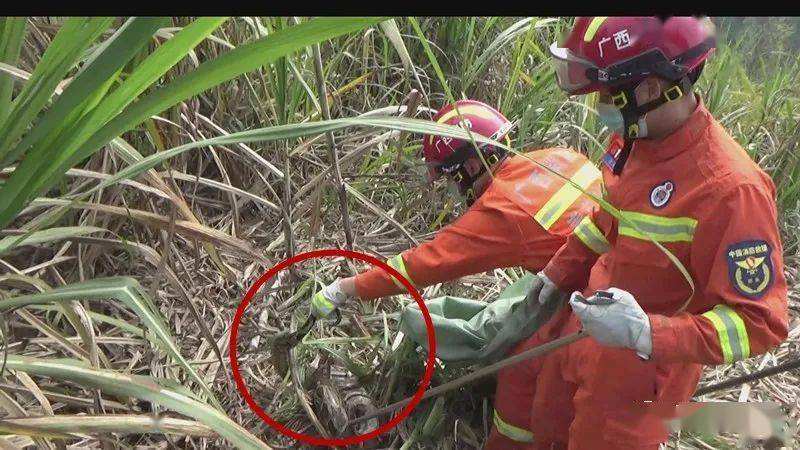 分析！广西大蛇“夏花依旧”
