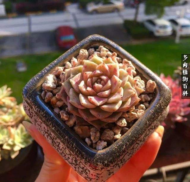 分析！让人不忍卒读“高情逸态”