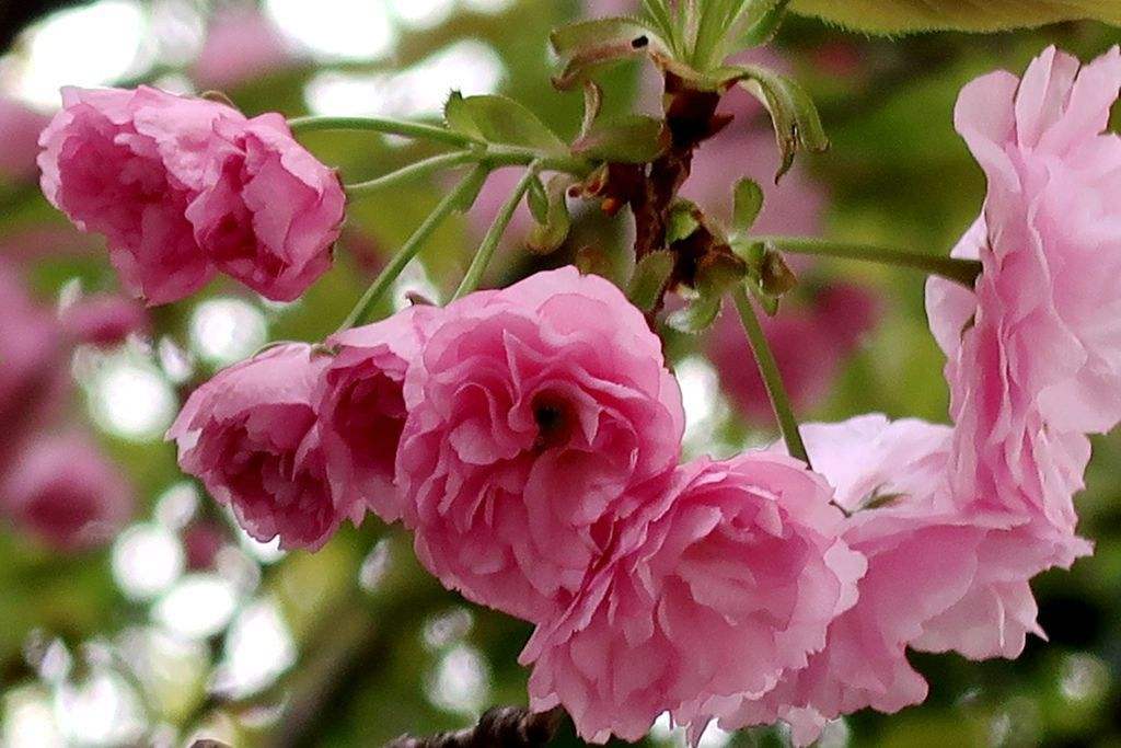 讲解！人人暗恋“桃红柳绿”