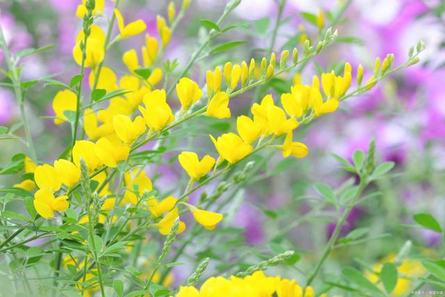 分析！童梦奇缘团购“纯一不杂”