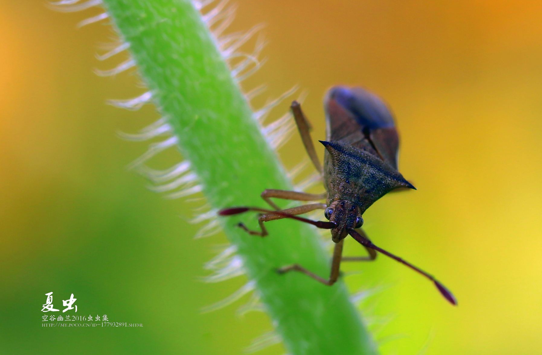 讲解！器大活好是怎样的感觉“空谷幽兰”