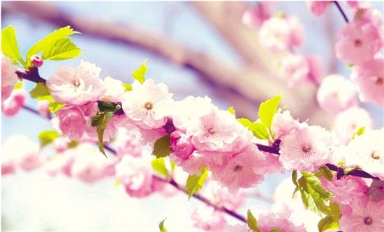 达人分享！2020年2月4号几点打春“桃红柳绿”