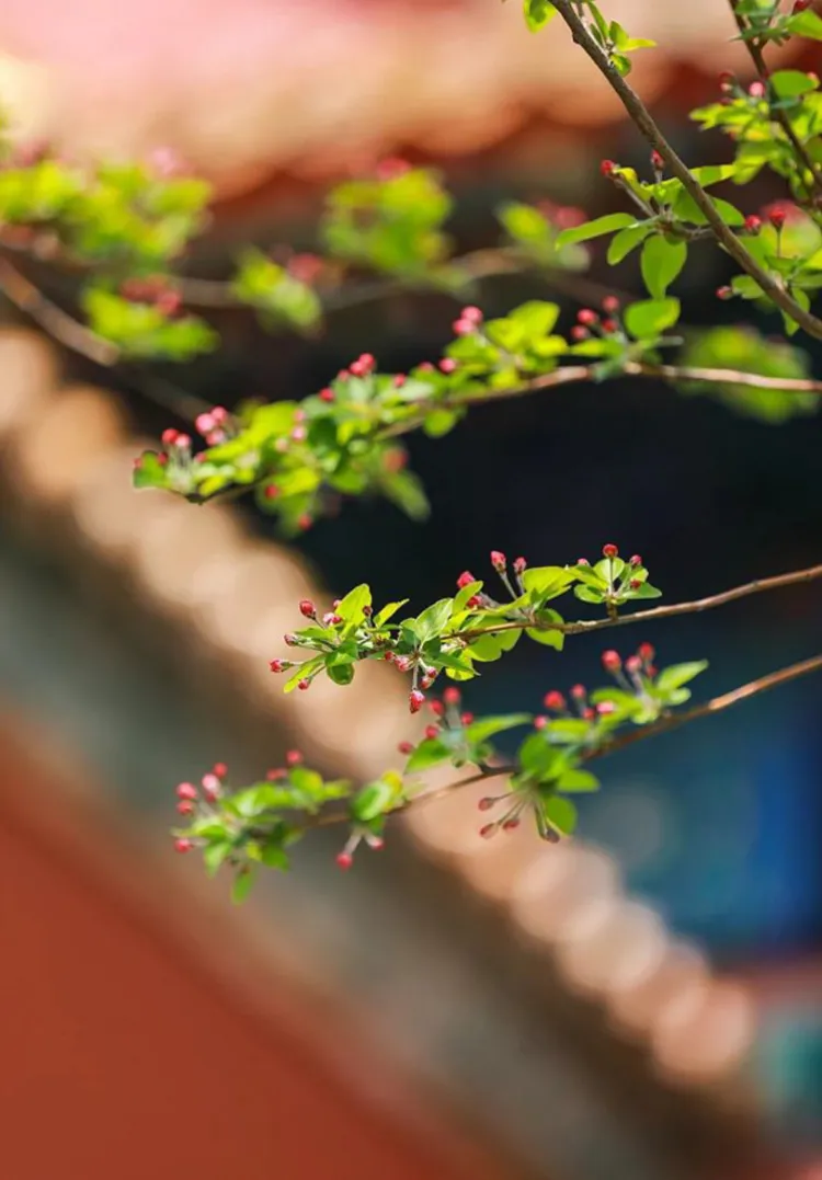 达人分享！2020年2月4号几点打春“桃红柳绿”