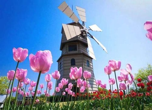 达人分享！郁金香孩子什么意思“典则俊雅”