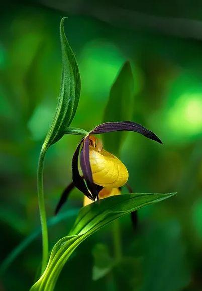 讲解！18大全称“空谷幽兰”