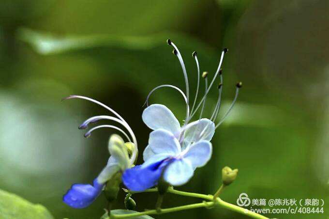 讲解！18大全称“空谷幽兰”