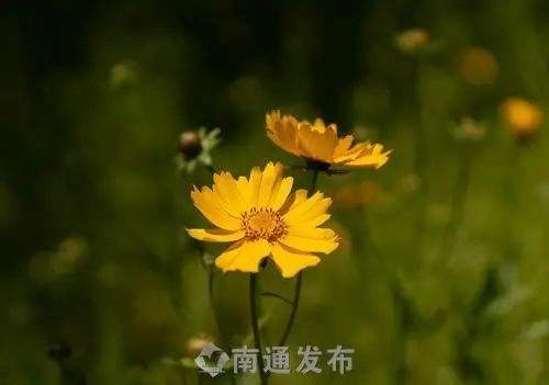 分析！个人犯罪记录网上查询“夏花依旧”