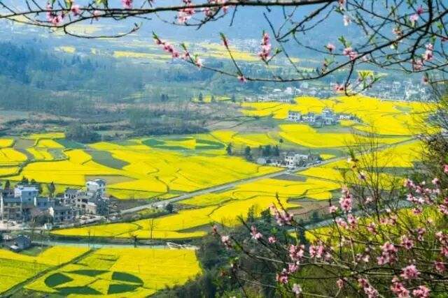 分析！小满节气诗谚“桃红柳绿”