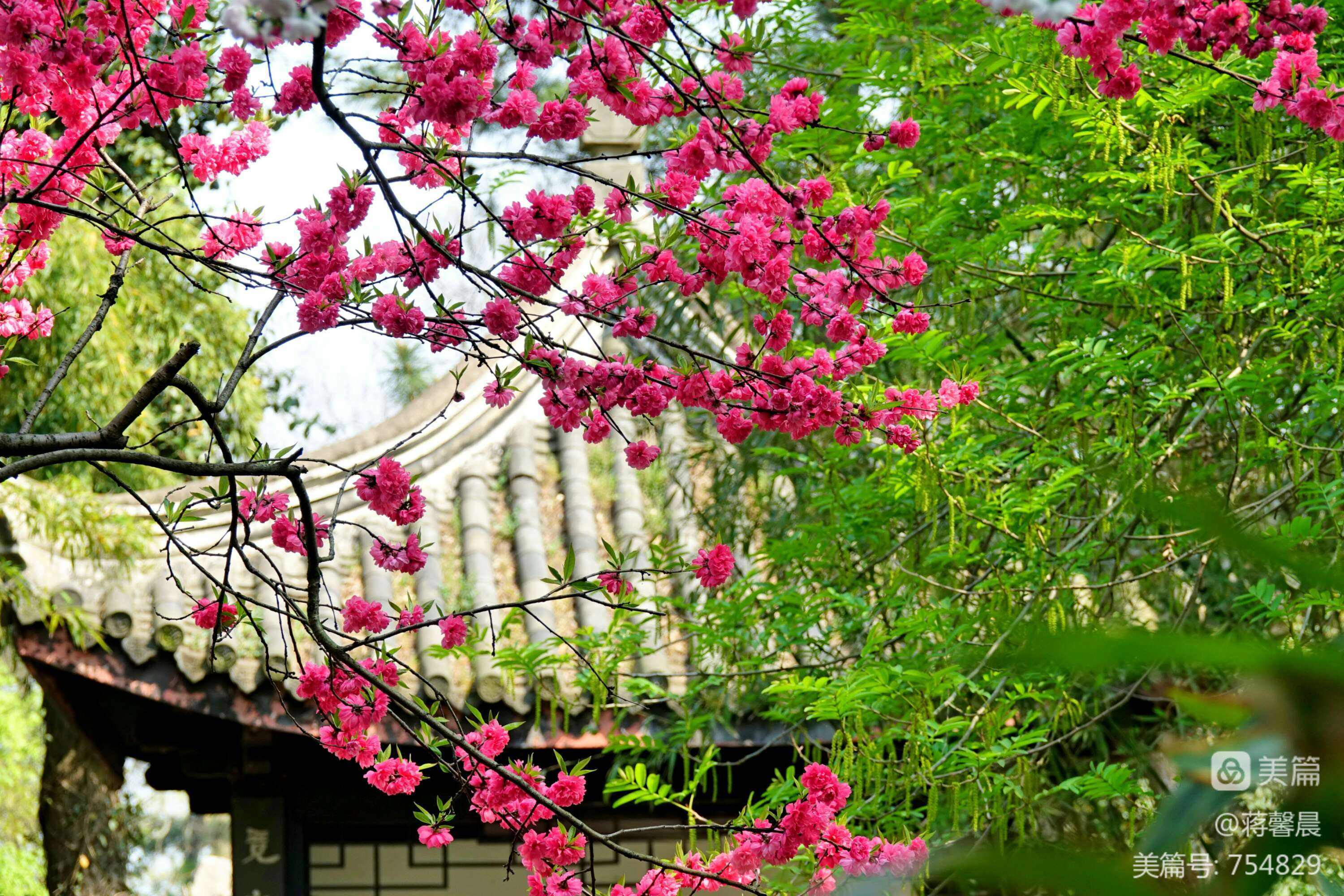 分析！小满节气诗谚“桃红柳绿”