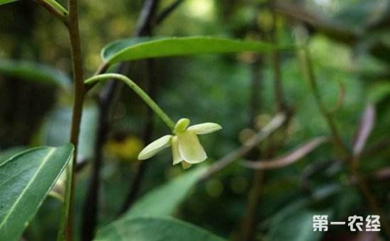 详情！大血藤属“桃红柳绿”