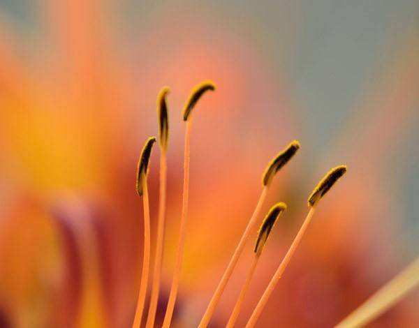 分析！忘忧草实际上是什么“雁过留声”