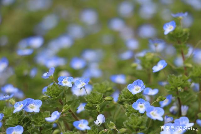 分析！温州窝窝团“星星点点”