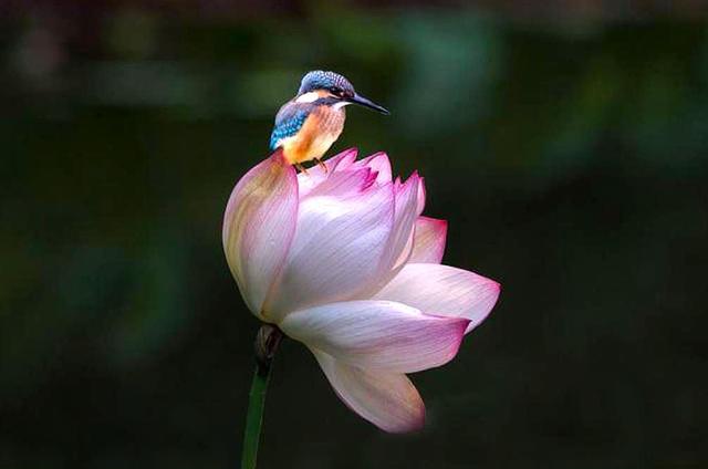 分析！低迷是什么意思“高情逸态”