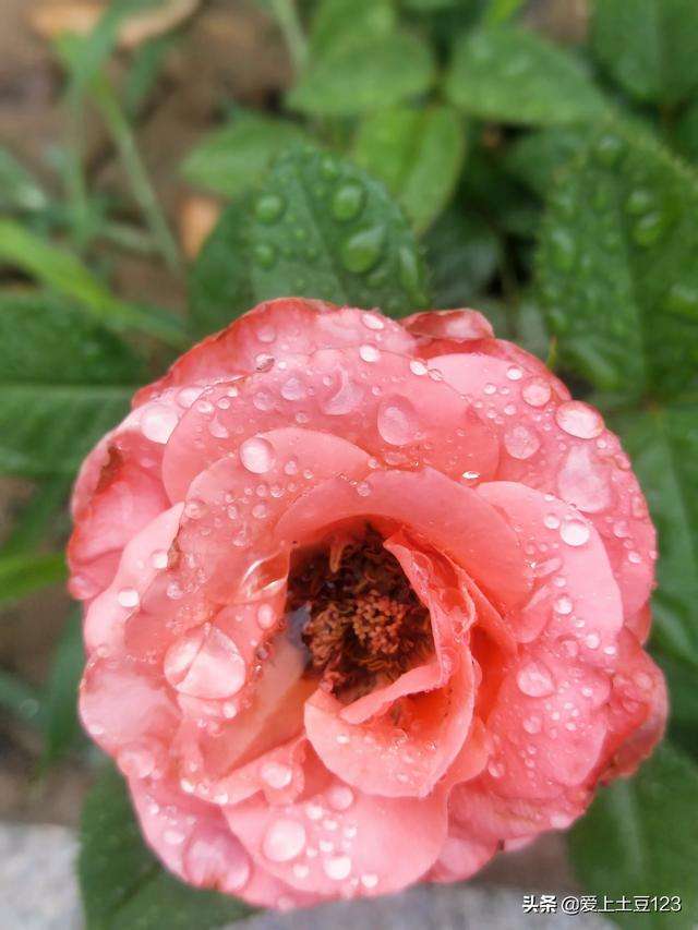 分析！低迷是什么意思“高情逸态”