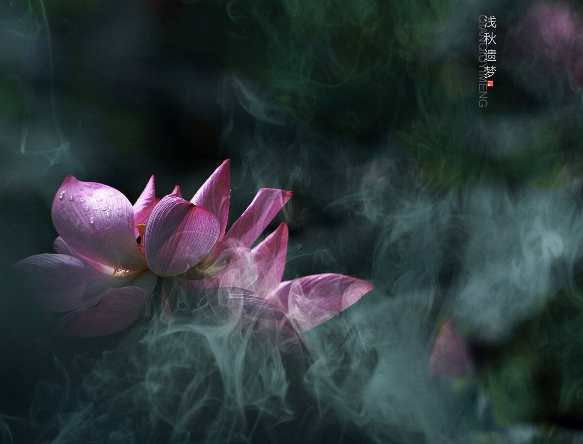 讲解！星座梦“空谷幽兰”