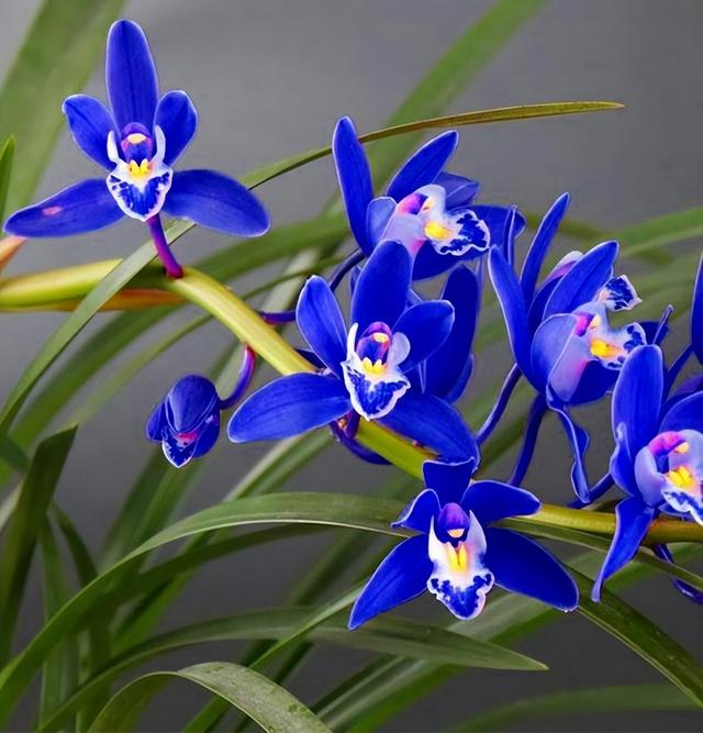 详情！女人的心是玻璃做的“空谷幽兰”