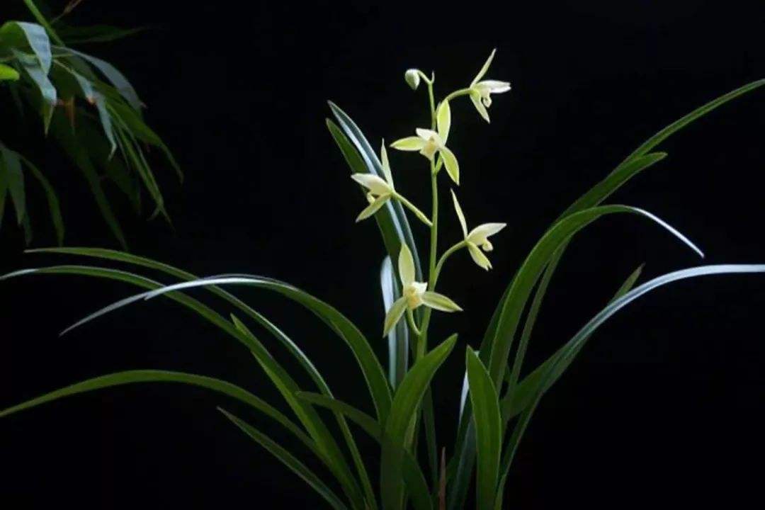 详情！女人的心是玻璃做的“空谷幽兰”