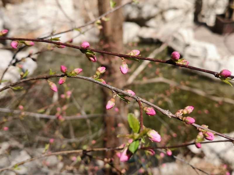 讲解！大一寸照片像素“桃红柳绿”
