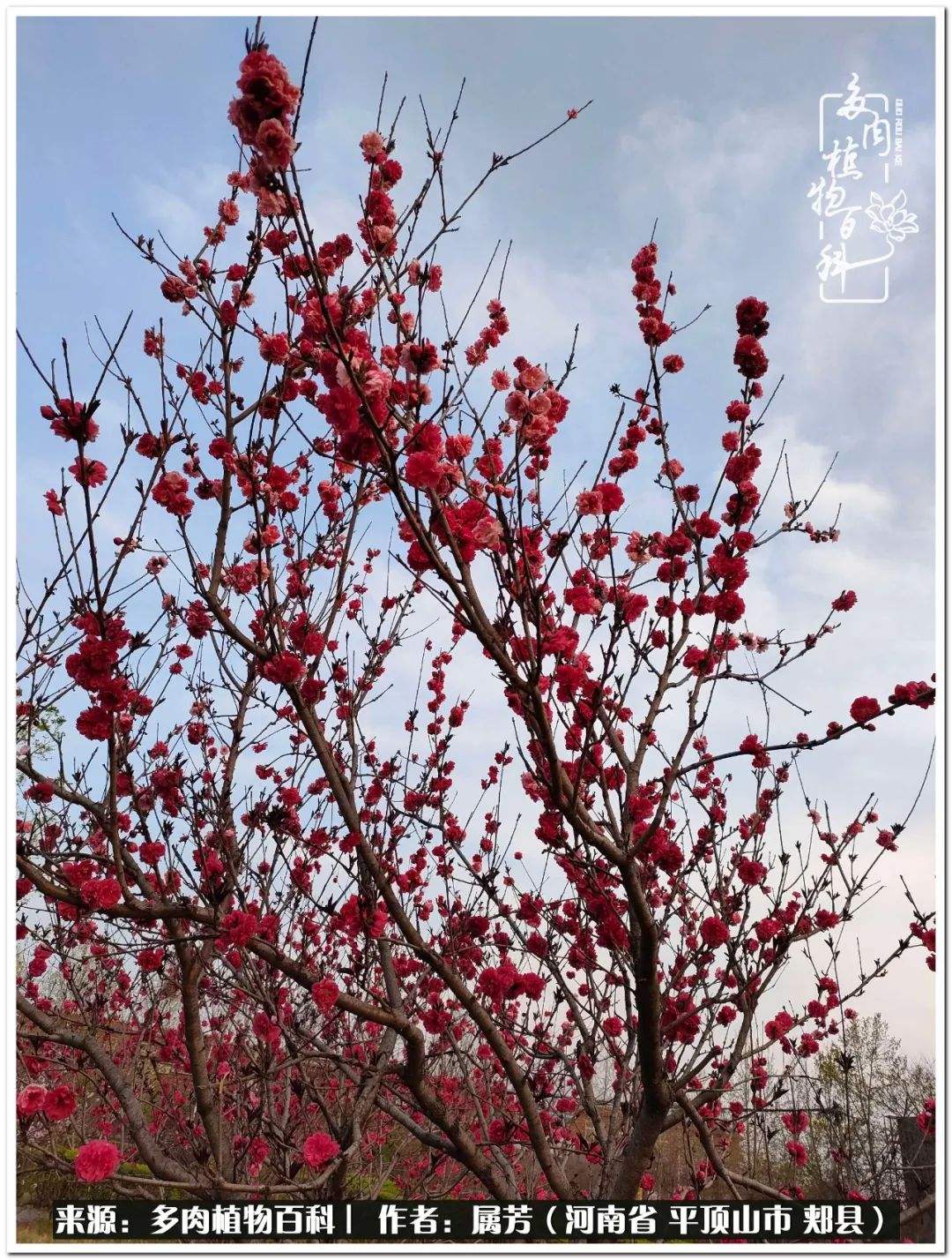 讲解！大一寸照片像素“桃红柳绿”