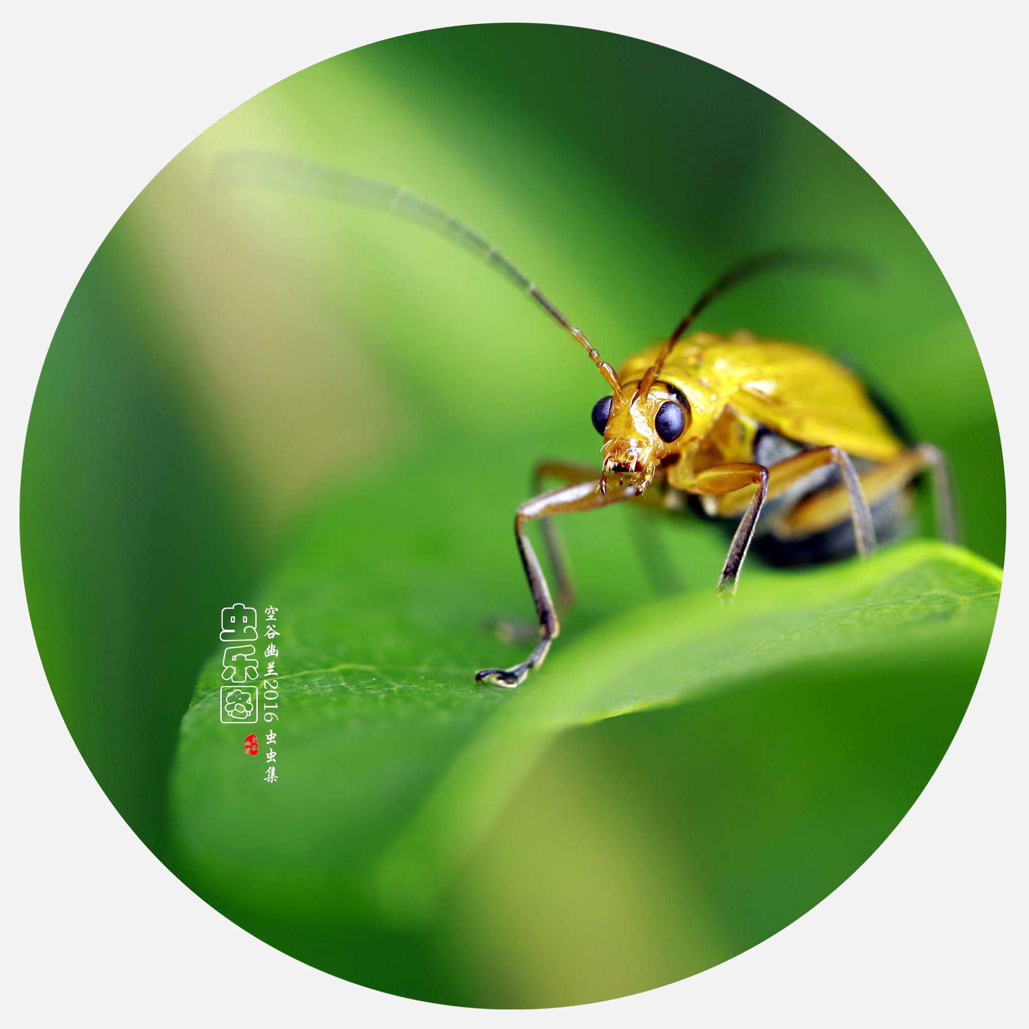 达人分享！都美竹子“空谷幽兰”