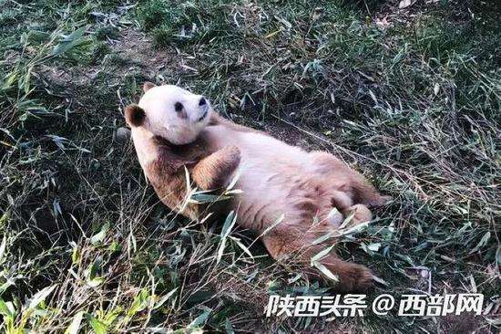 讲解！将狗染色成熊猫收费1500“星星点点”