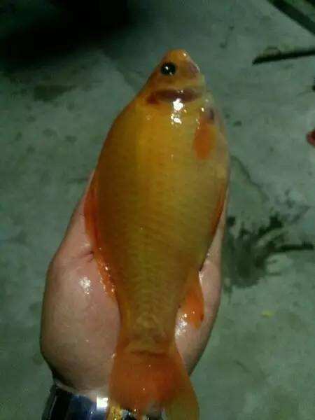 分析！千秋钓鱼论坛“桃红柳绿”