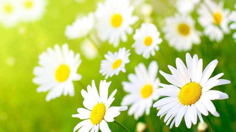 分析！老榕树智能建站软件“夏花依旧”